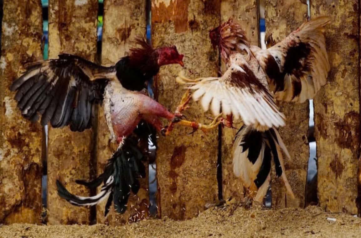 Một số dòng Đá Gà Chọi Cuba 12bet được cho là phổ biến nhất ở thị trường Việt Nam