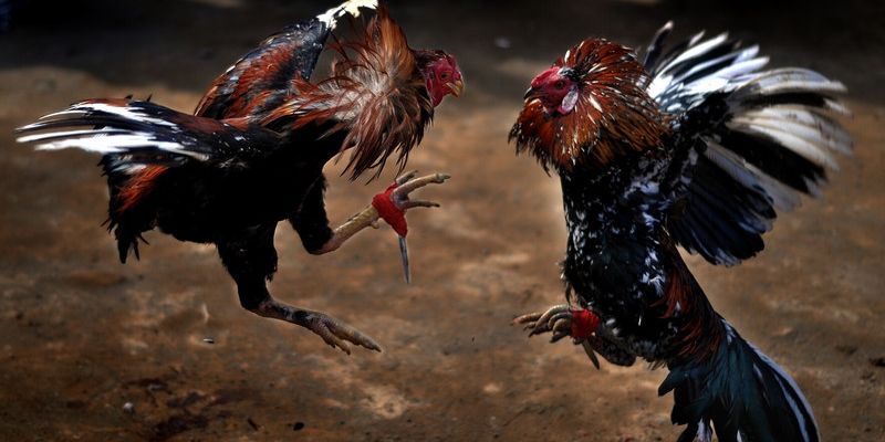 Thời gian chiến đấu một trận 12bet Đá Gà Cựa Dao