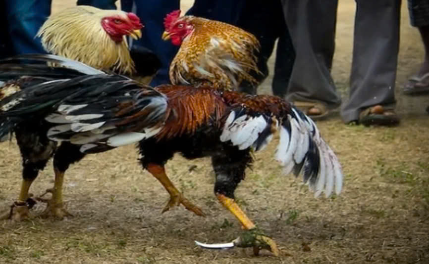 So sánh Đá Gà Mỹ 12bet với các loại đá gà khác