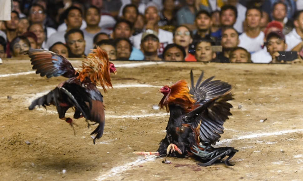 Ưu điểm chỉ có ở 12bet Đá Gà Philippines