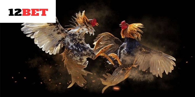 Ba loại Gà Đá Hầu Kiềng 12bet phổ biến nhất hiện nay