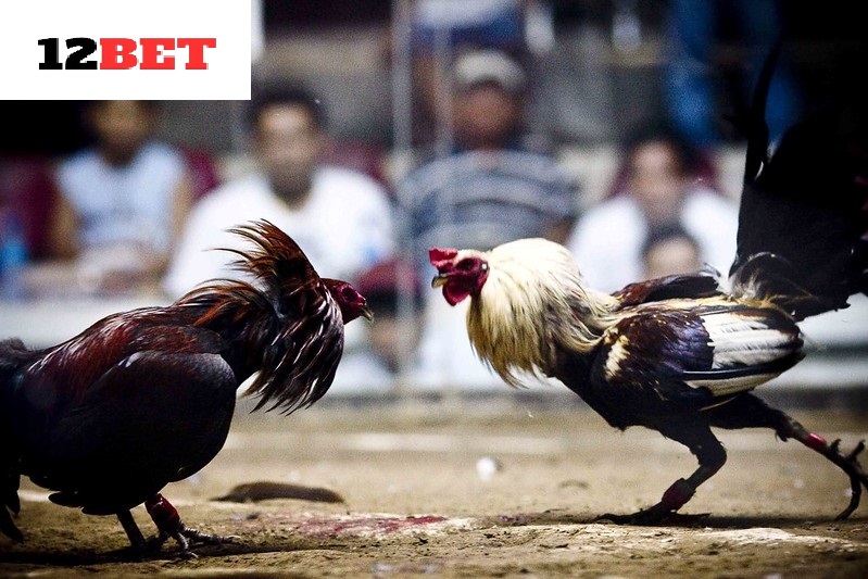 Đặc điểm của giống gà đá Mỹ